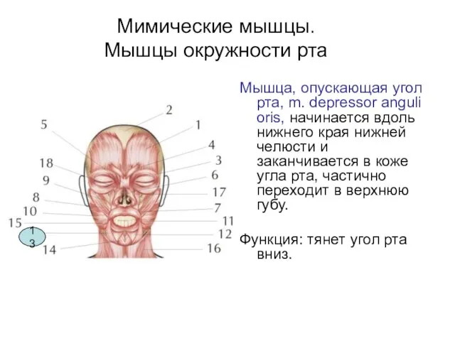Мимические мышцы. Мышцы окружности рта Мышца, опускающая угол рта, m. depressor