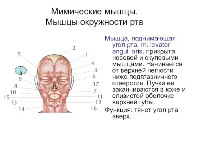 Мимические мышцы. Мышцы окружности рта Мышца, поднимающая угол рта, m. levator