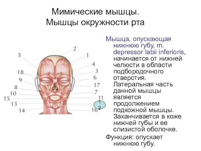 Мимические мышцы. Мышцы окружности рта Мышца, опускающая нижнюю губу, m. depressor