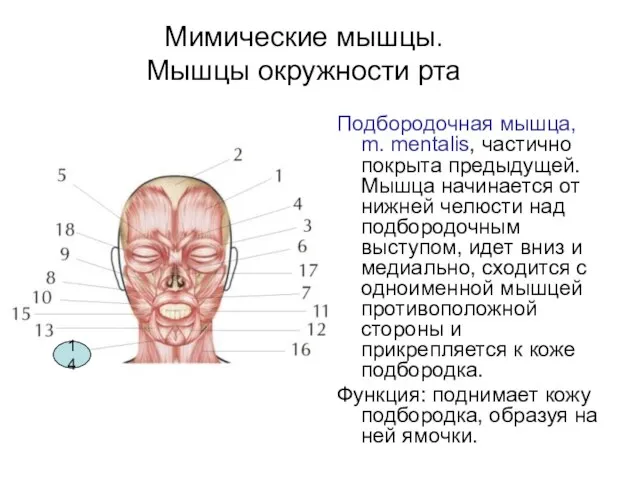 Мимические мышцы. Мышцы окружности рта Подбородочная мышца, m. mentalis, частично покрыта