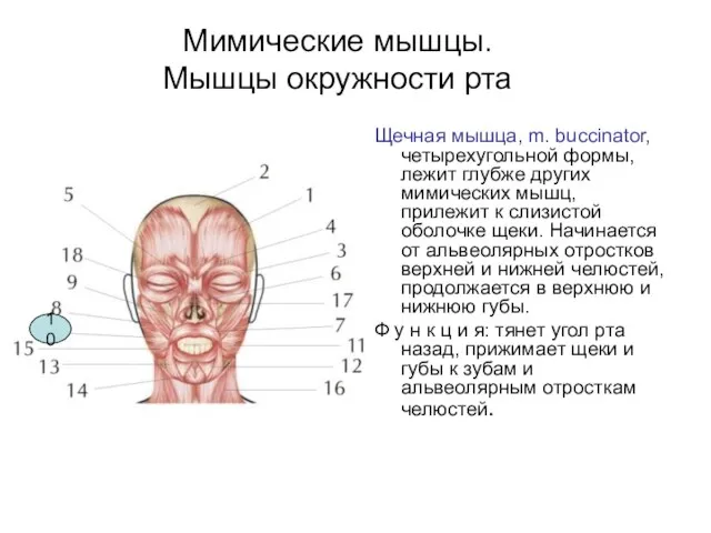 Мимические мышцы. Мышцы окружности рта Щечная мышца, m. buccinator, четырехугольной формы,