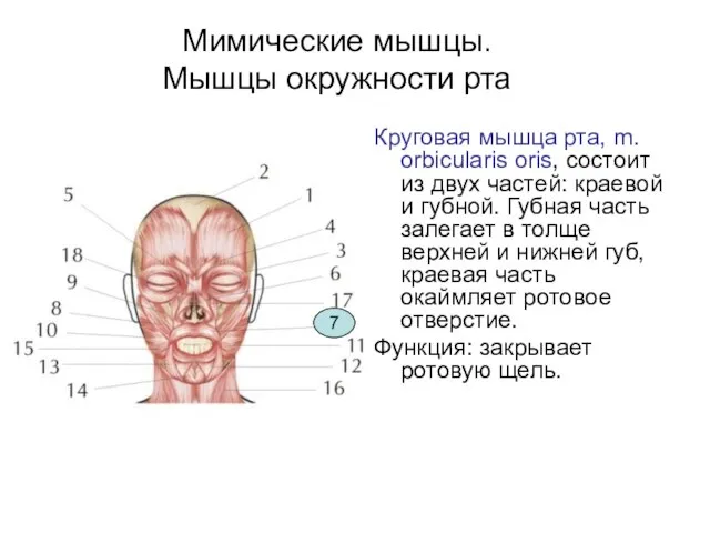 Мимические мышцы. Мышцы окружности рта Круговая мышца рта, m. orbicularis oris,