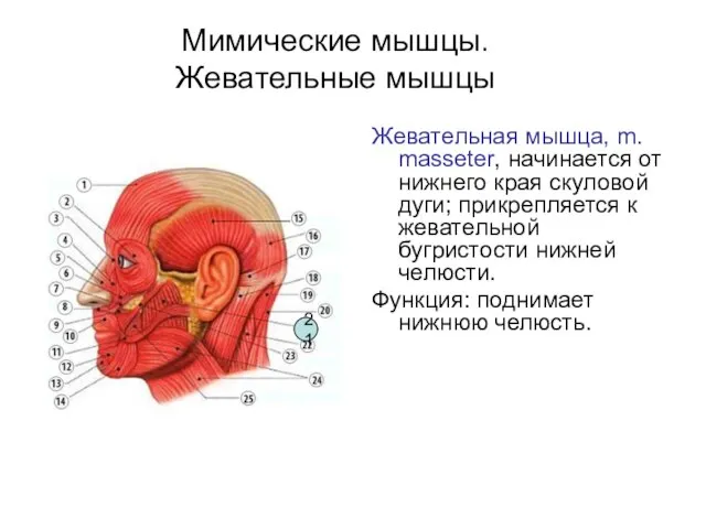 Мимические мышцы. Жевательные мышцы Жевательная мышца, m. masseter, начинается от нижнего