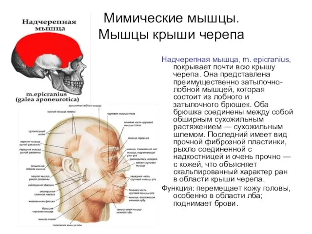 Мимические мышцы. Мышцы крыши черепа Надчерепная мышца, m. epicranius, покрывает почти