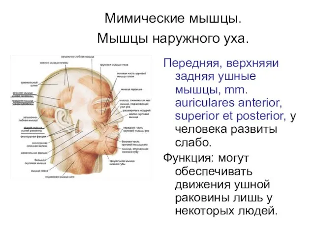 Мимические мышцы. Мышцы наружного уха. Передняя, верхняяи задняя ушные мышцы, mm.