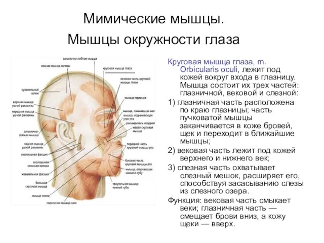 Мимические мышцы. Мышцы окружности глаза Круговая мышца глаза, m. Orbicularis oculi,