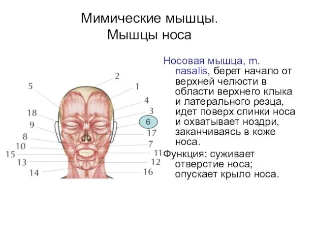 Мимические мышцы. Мышцы носа Носовая мышца, m. nasalis, берет начало от