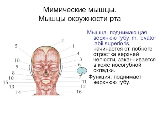 Мимические мышцы. Мышцы окружности рта Мышца, поднимающая верхнюю губу, m. levator