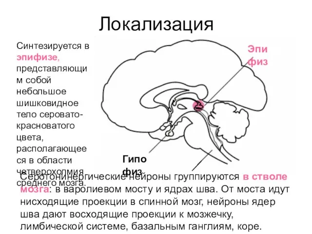 Локализация Синтезируется в эпифизе, представляющим собой небольшое шишковидное тело серовато-красноватого цвета,