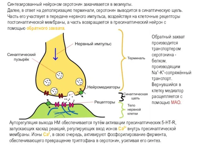 Ауторегуляция выхода НМ обеспечивается путём активации пресинаптических 5-НТ-R, запускающих каскад реакций,