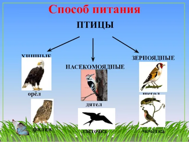 Способ питания ПТИЦЫ ХИЩНЫЕ НАСЕКОМОЯДНЫЕ ЗЕРНОЯДНЫЕ дятел ласточка щегол орёл филин чечётка