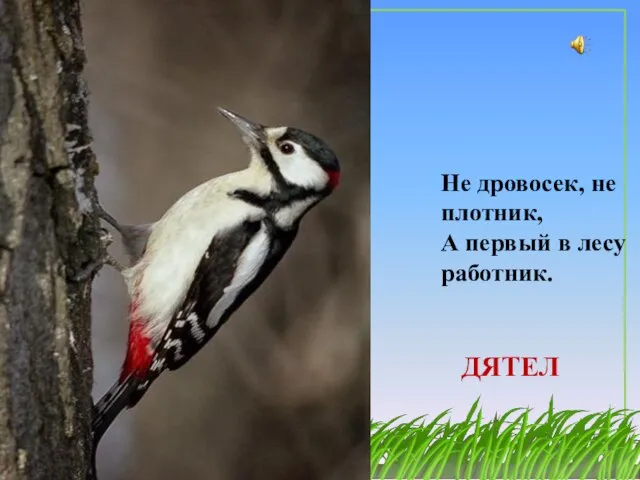 ДЯТЕЛ Не дровосек, не плотник, А первый в лесу работник.