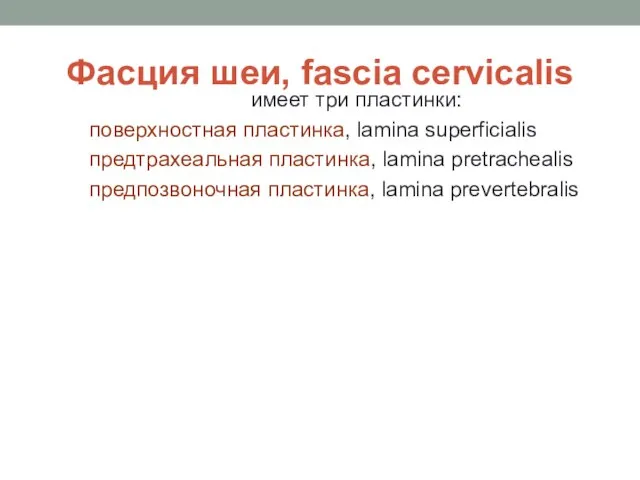 Фасция шеи, fascia cervicalis имеет три пластинки: поверхностная пластинка, lamina superficialis