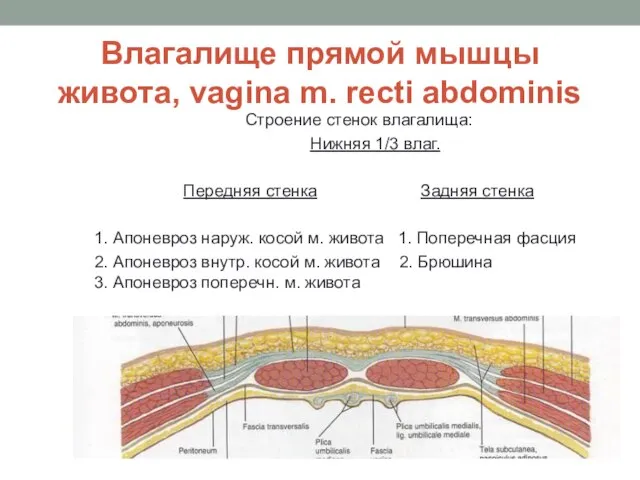 Влагалище прямой мышцы живота, vagina m. recti abdominis Строение стенок влагалища: