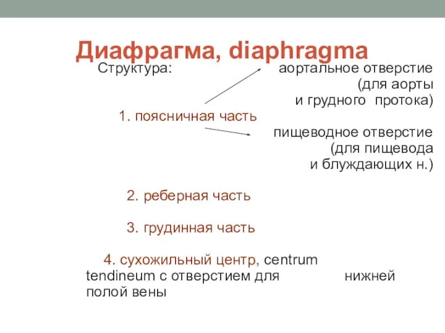 Диафрагма, diaphragma Структура: аортальное отверстие (для аорты и грудного протока) 1.