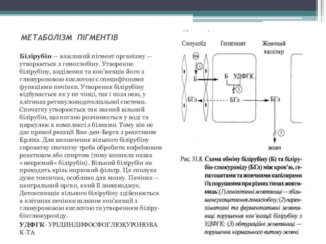 МЕТАБОЛІЗМ ПІГМЕНТІВ Білірубін — важливий пігмент організму — утворюється з гемоглобіну.