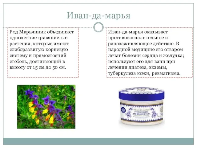 Иван-да-марья Род Марьянник объединяет однолетние травянистые растения, которые имеют слаборазвитую корневую