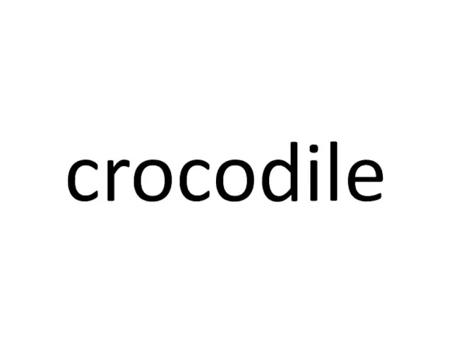 crocodile