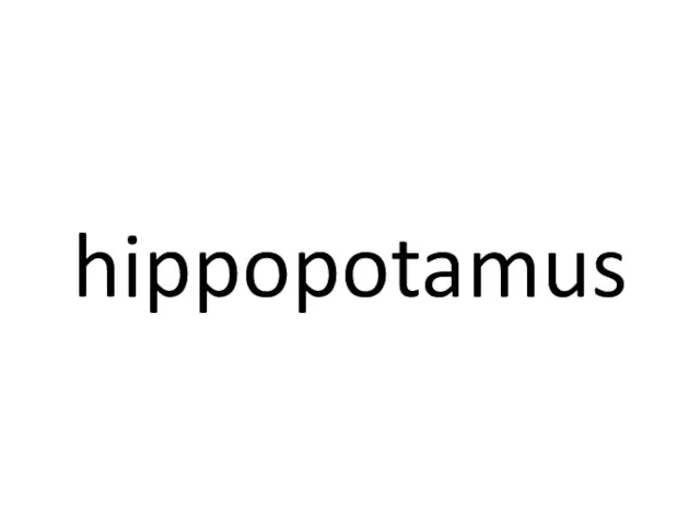 hippopotamus