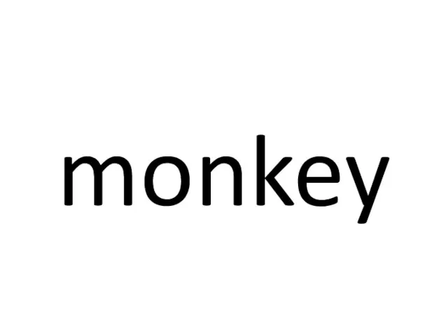 monkey