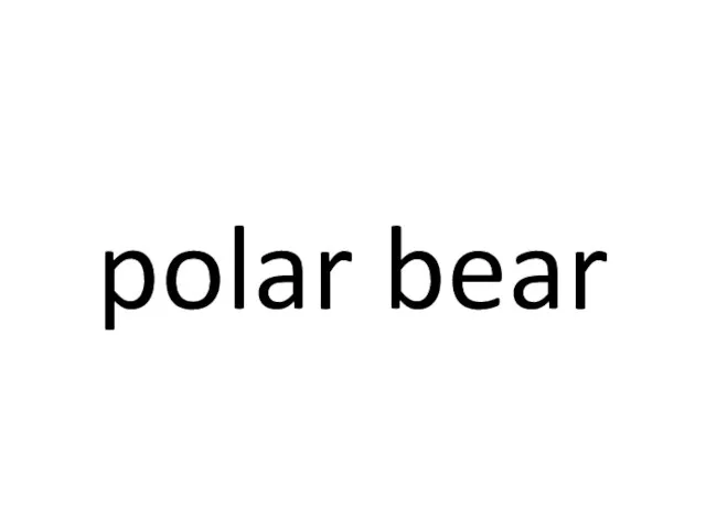 polar bear