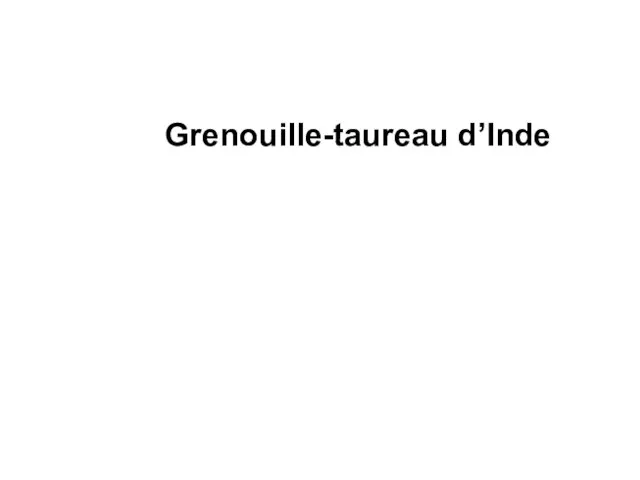 Grenouille-taureau d’Inde