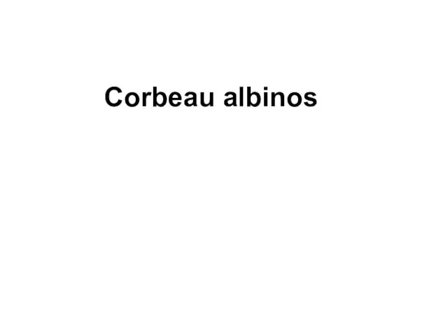 Corbeau albinos