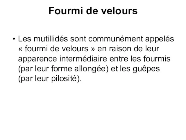 Fourmi de velours Les mutillidés sont communément appelés « fourmi de