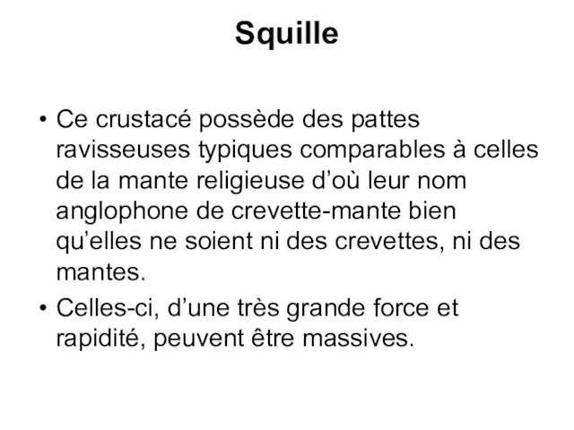 Squille Ce crustacé possède des pattes ravisseuses typiques comparables à celles