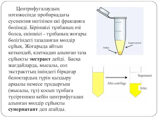 Центрифугалаудың нәтижесінде пробиркадағы суспензия негізінен екі фракцияға бөлінеді. Біріншісі тұнбаның өзі