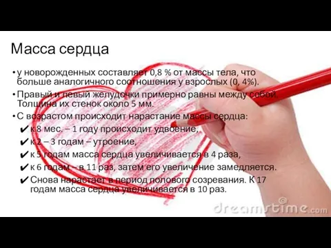 Масса сердца у новорожденных составляет 0,8 % от массы тела, что