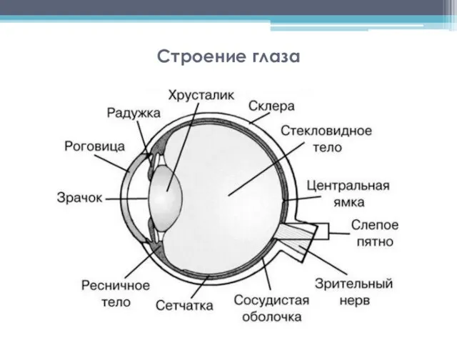 Строение глаза