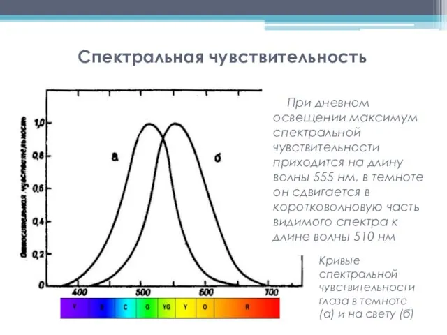 Спектральная чувствительность При дневном освещении максимум спектральной чувствительности приходится на длину