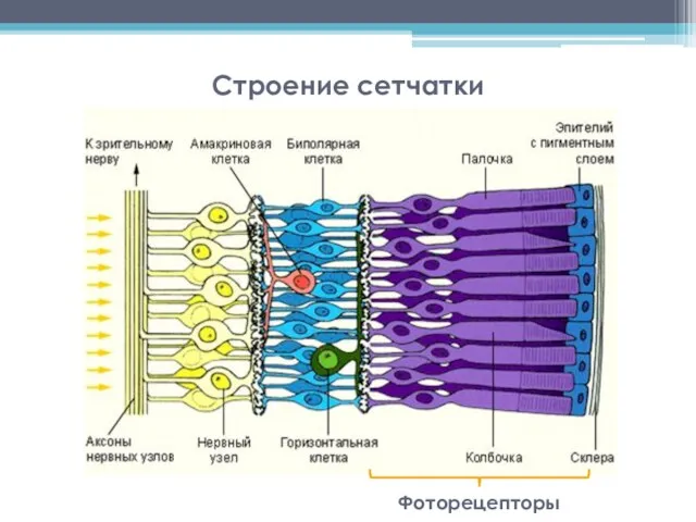 Строение сетчатки Фоторецепторы