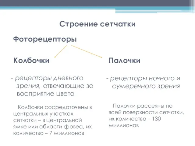 Фоторецепторы Колбочки рецепторы дневного зрения, отвечающие за восприятие цвета Колбочки сосредоточены