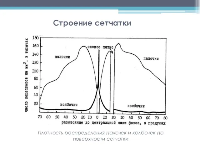 Строение сетчатки Плотность распределения палочек и колбочек по поверхности сетчатки