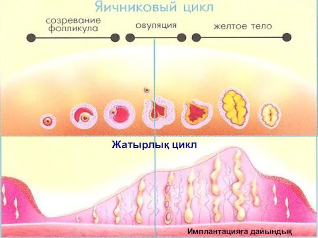 Имплантацияға дайындық (эстрогены) (прогестерон) 8 Жатырлық цикл