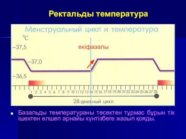 Ректальды температура Базальды температураны төсектен тұрмас бұрын тік ішектен өлшеп арнайы күнтізбеге жазып қояды. екіфазалы