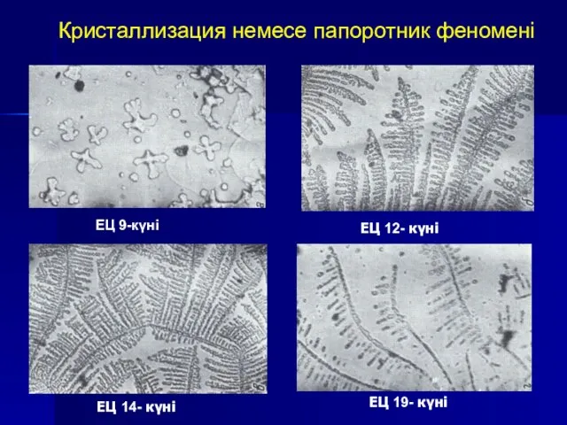 Кристаллизация немесе папоротник феномені ЕЦ 9-күні ЕЦ 12- күні ЕЦ 14- күні ЕЦ 19- күні