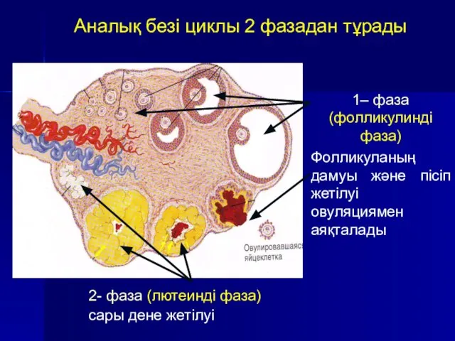 Аналық безі циклы 2 фазадан тұрады 2- фаза (лютеинді фаза) сары