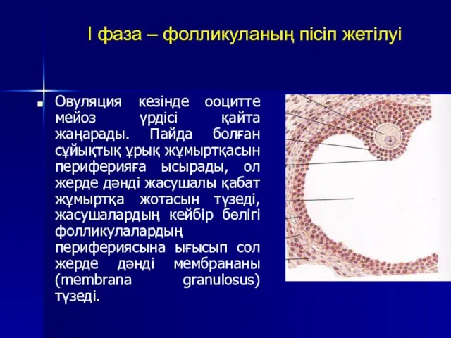 I фаза – фолликуланың пісіп жетілуі Овуляция кезінде ооцитте мейоз үрдісі