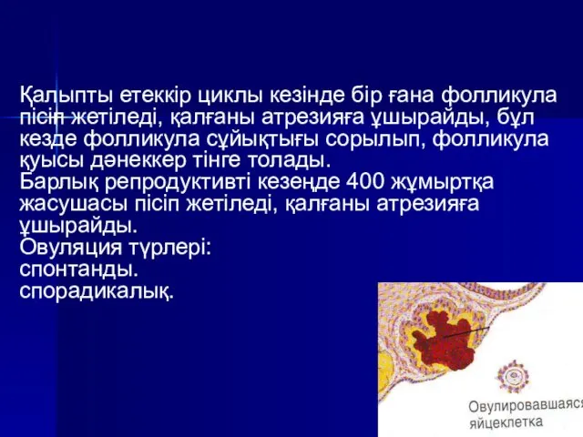 Қалыпты етеккір циклы кезінде бір ғана фолликула пісіп жетіледі, қалғаны атрезияға