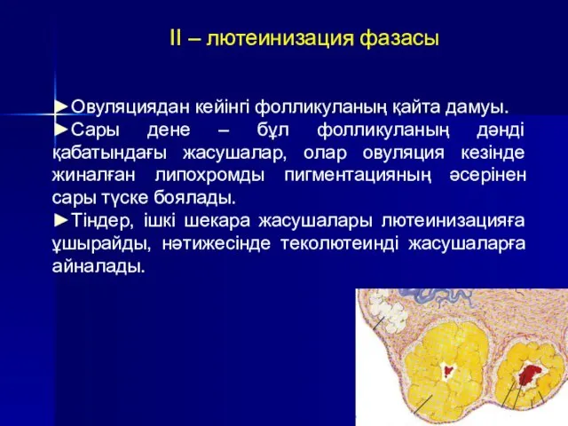 II – лютеинизация фазасы ►Овуляциядан кейінгі фолликуланың қайта дамуы. ►Сары дене