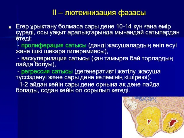 II – лютеинизация фазасы Егер ұрықтану болмаса сары дене 10-14 күн