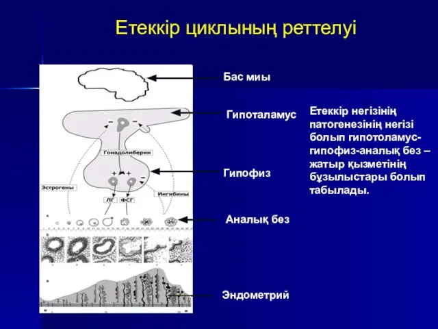 Етеккір циклының реттелуі Бас миы Гипоталамус Гипофиз Аналық без Эндометрий Етеккір