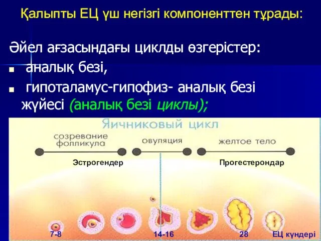 Қалыпты ЕЦ үш негізгі компоненттен тұрады: Әйел ағзасындағы циклды өзгерістер: аналық