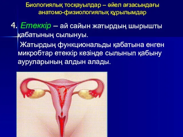 Биологиялық тосқауылдар – әйел ағзасындағы анатомо-физиологиялық құрылымдар 4. Етеккір – ай