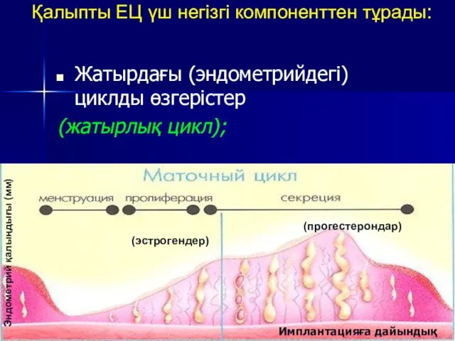 Қалыпты ЕЦ үш негізгі компоненттен тұрады: Жатырдағы (эндометрийдегі) циклды өзгерістер (жатырлық