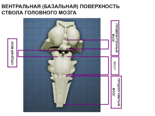 ВЕНТРАЛЬНАЯ (БАЗАЛЬНАЯ) ПОВЕРХНОСТЬ СТВОЛА ГОЛОВНОГО МОЗГА мост ПРОДОЛГОВАТЫЙ МОЗГ СРЕДНИЙ МОЗГ ПРОМЕЖУТОЧНЫЙ МОЗГ