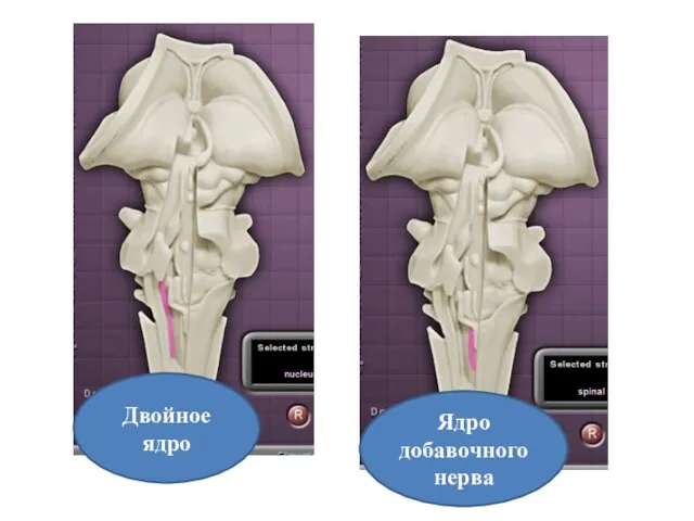 Двойное ядро Ядро добавочного нерва